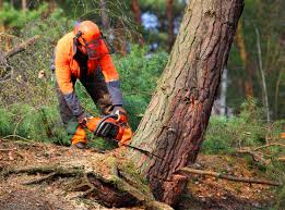 Trusted Kenilworth, PA Tree Removal and Landscaping Services Experts